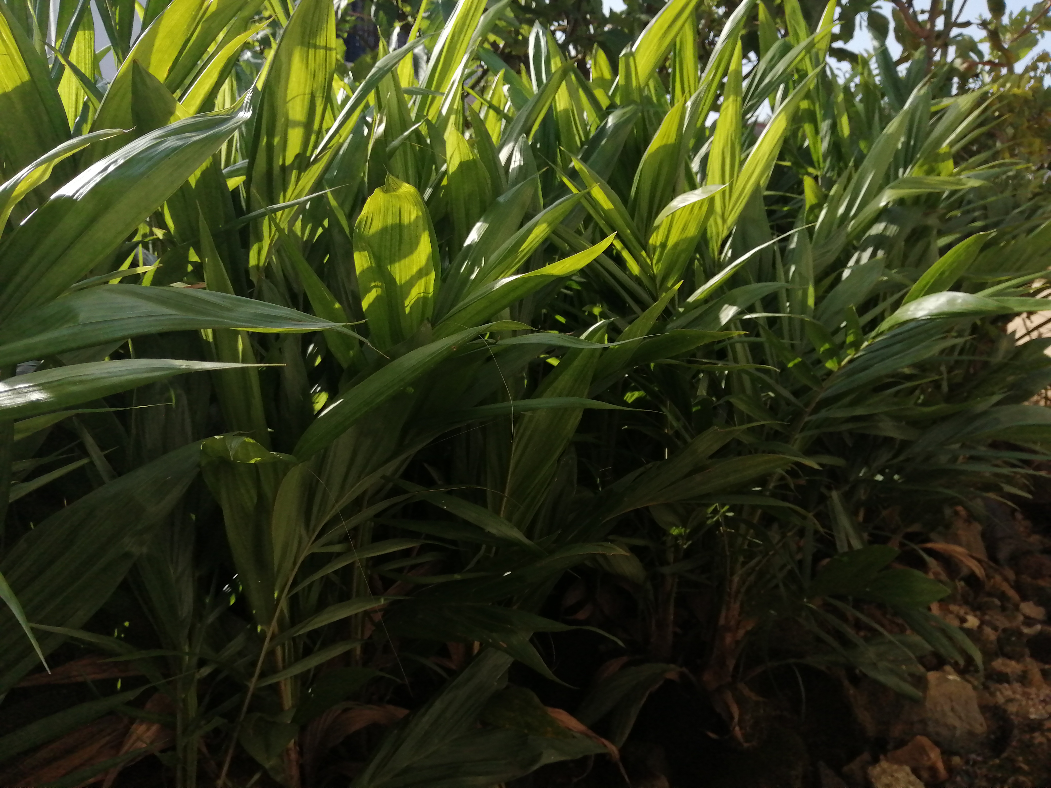 Plants de palmier à huile tentera